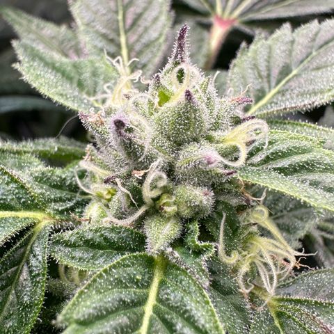 Misc x (LA Kush x Zkittles) #37 42.26g growlog timeline photo