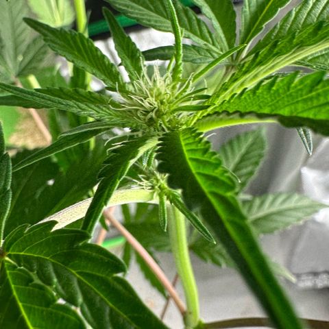 CxLAZ #16 50.72g growlog timeline photo