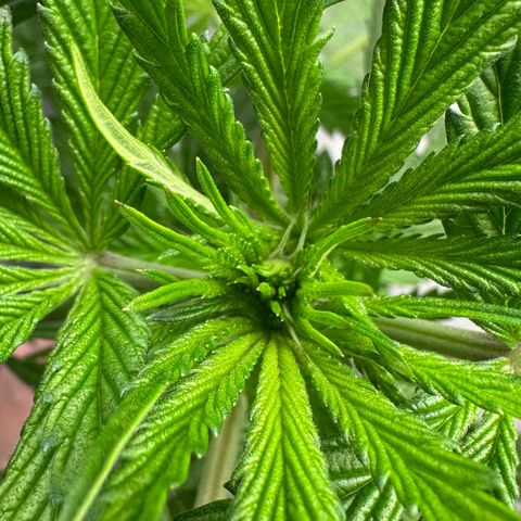 CxLAZ #16 50.72g growlog timeline photo