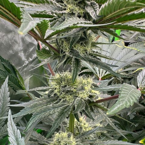 CxLAZ #11 50.28g growlog timeline photo