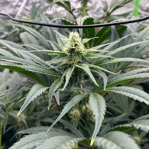 CxLAZ #31 58.75g growlog timeline photo