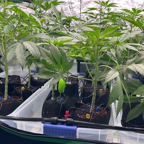 CxLAZ #16 50.72g growlog timeline photo