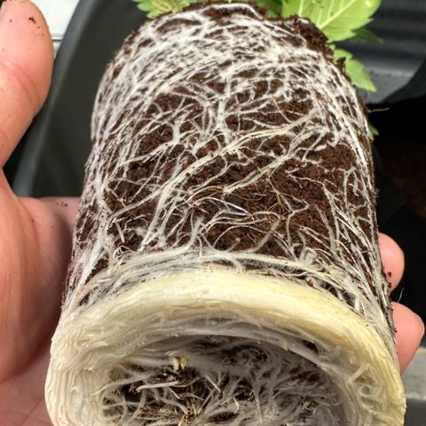 Auto Think Different  #1 growlog photo: Transplanted into 1 gal