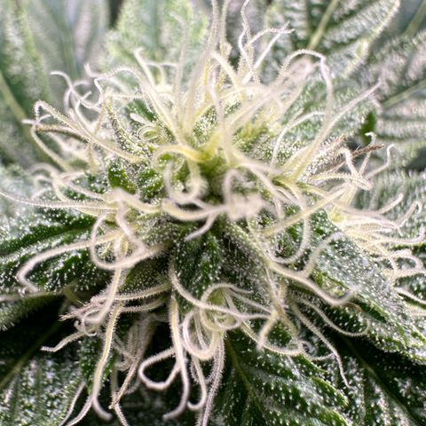 CxLAZ #16 50.72g growlog photo: Stacking nicely 9 heads