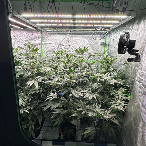 CxLAZ #16 50.72g growlog timeline photo