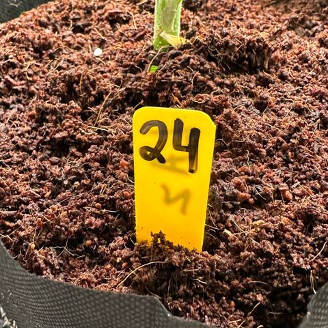 CxLAZ #16 50.72g growlog photo: Lollipoped