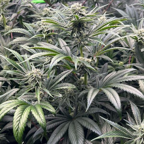 Misc x (LA Kush x Zkittles) #26 60.7g growlog timeline photo