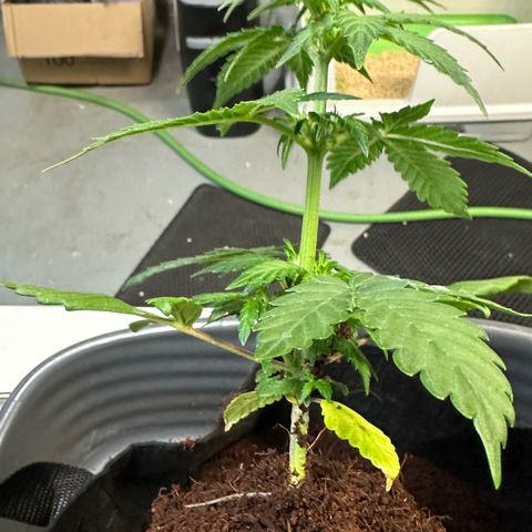Auto Think Different  #3 growlog photo: Transplanted into 3 gal