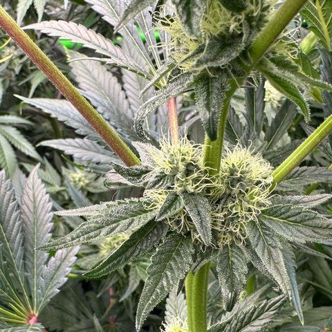 Misc x (LA Kush x Zkittles) #10 growlog timeline photo