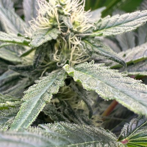 CxLAZ #15 52g growlog timeline photo