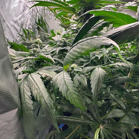 Misc x (LA Kush x Zkittles) #35 28.55g growlog timeline photo