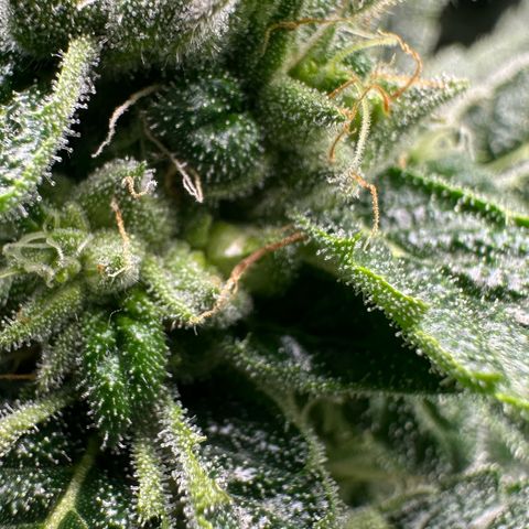 Misc x (LA Kush x Zkittles) #26 60.7g growlog timeline photo