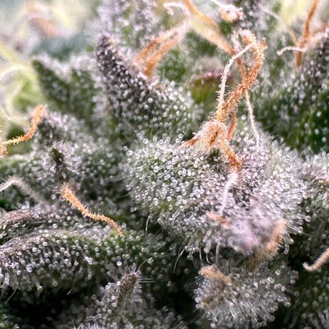 Misc x (LA Kush x Zkittles) #26 60.7g growlog timeline photo