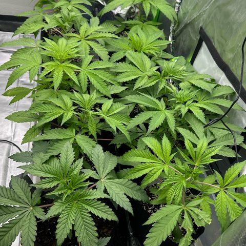 Misc x (LA Kush x Zkittles) #26 60.7g growlog timeline photo