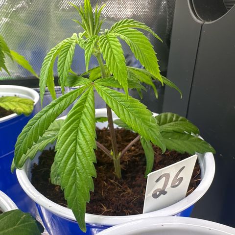 MiscxLAZ #26 C #2 growlog timeline photo