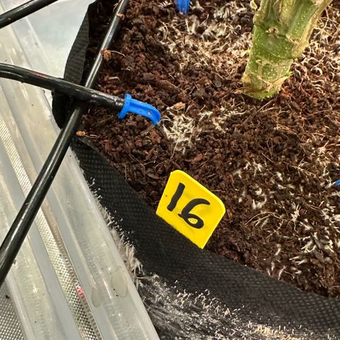CxLAZ #16 50.72g growlog timeline photo