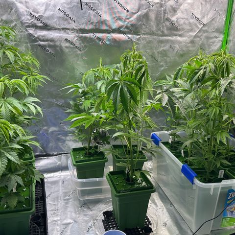 Shaman growlog photo: Moved around plants