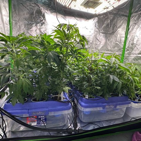 Shaman growlog timeline photo