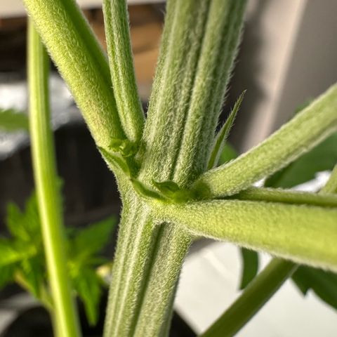 CxLAZ #16 50.72g growlog photo: Lollipoped