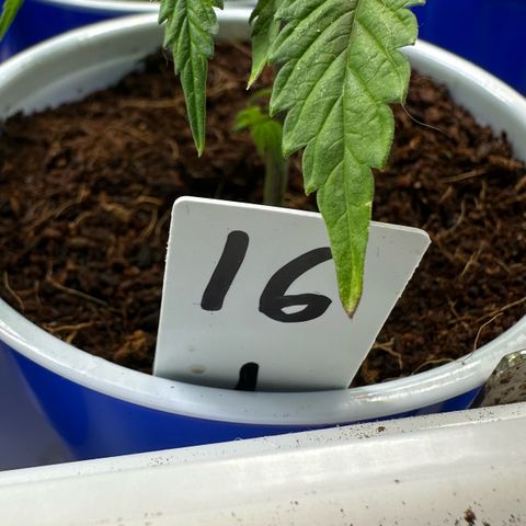 Shaman growlog photo: Showing preflowers