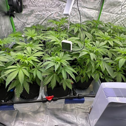 CxLAZ #16 50.72g growlog timeline photo