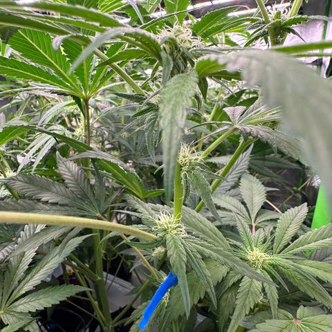 CxLAZ #16 50.72g growlog photo: Pollenated bud site