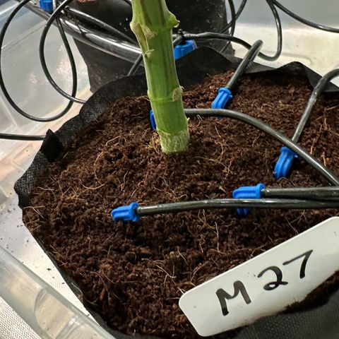 CxLAZ #16 50.72g growlog photo: Pollenated bud site 24hr later