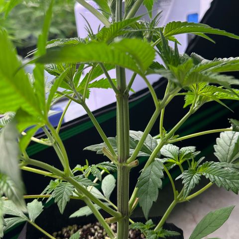 CxLAZ #16 50.72g growlog photo: Lollipoped