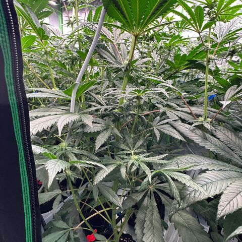 CxLAZ #16 50.72g growlog photo: Leafy 