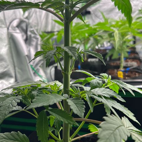 CxLAZ #16 50.72g growlog photo: Lollipoped