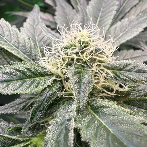 CxLAZ #20 13.7g growlog timeline photo