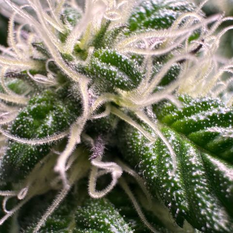 Misc x (LA Kush x Zkittles) #35 28.55g growlog timeline photo