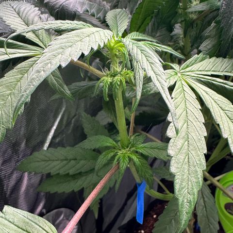 CxLAZ #16 50.72g growlog photo: Pollenated bud site