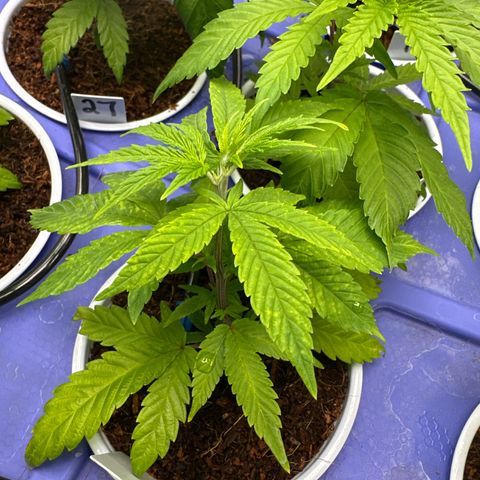 CxLAZ #20 C1 25g growlog timeline photo