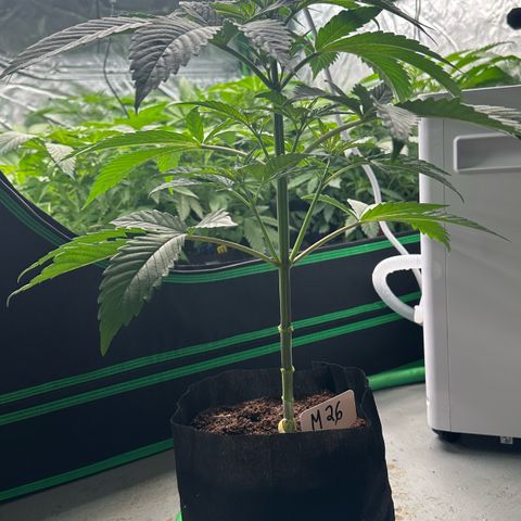 CxLAZ #16 50.72g growlog photo: Lollipoped