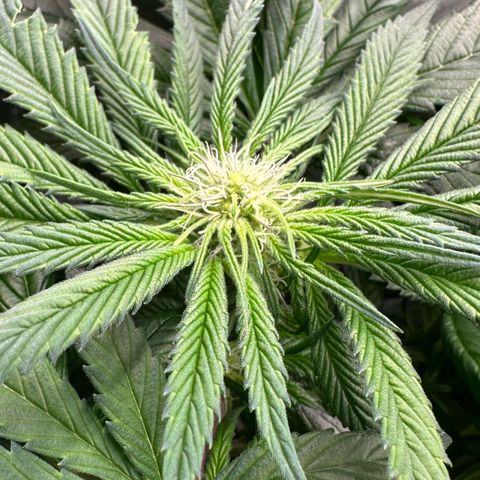 CxLAZ #16 50.72g growlog timeline photo