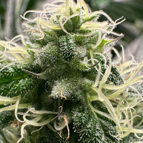 CxLAZ #31 58.75g growlog timeline photo
