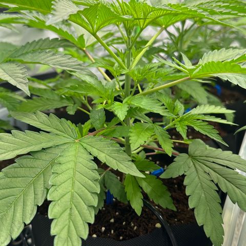 CxLAZ #16 50.72g growlog timeline photo