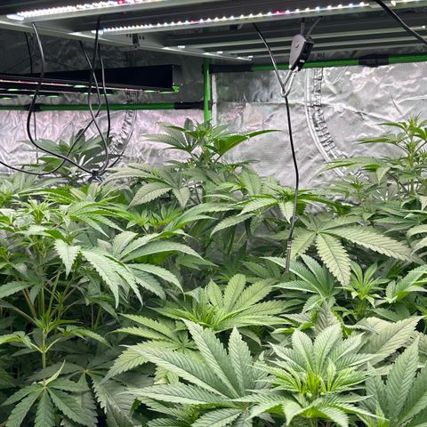 CxLAZ #16 50.72g growlog timeline photo