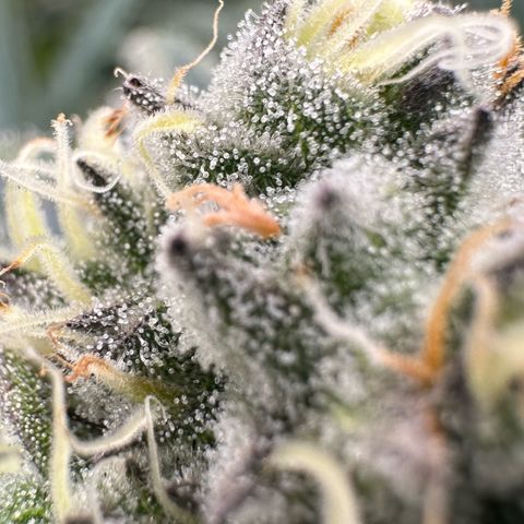 CxLAZ #31 58.75g growlog timeline photo