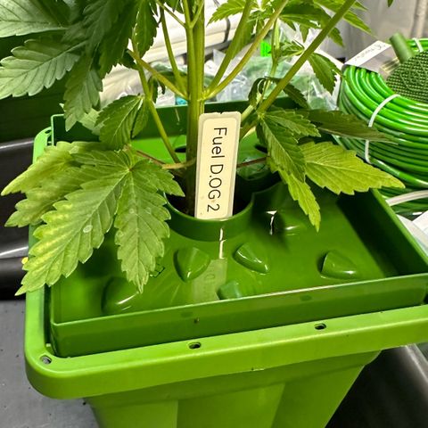 Fuel D.OG #2 Female 49.44g M growlog photo: Transplanted into 1 gal pot