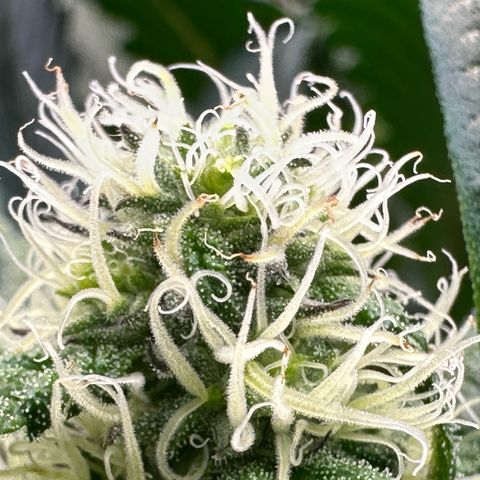 CxLAZ #31 58.75g growlog timeline photo