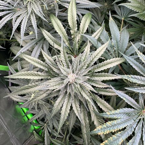 Misc x (LA Kush x Zkittles) #28 13.53g growlog timeline photo