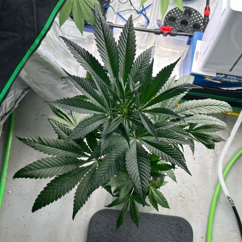 CxLAZ #16 50.72g growlog timeline photo
