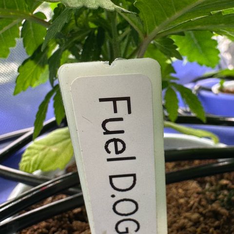 Fuel D.OG #2 Female 49.44g M growlog timeline photo