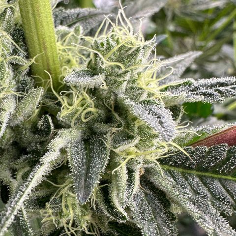 CxLAZ #06 growlog timeline photo