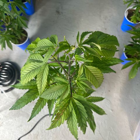 CxLAZ #03 C #1 58.58g growlog timeline photo