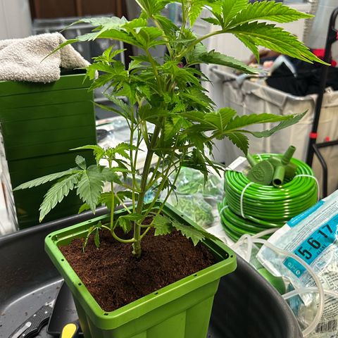 Fuel D.OG #1 Female 47.36g growlog photo: Transplanted into 1 gal pot