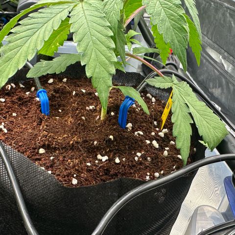 Misc x (LA Kush x Zkittles) #26 60.7g growlog timeline photo