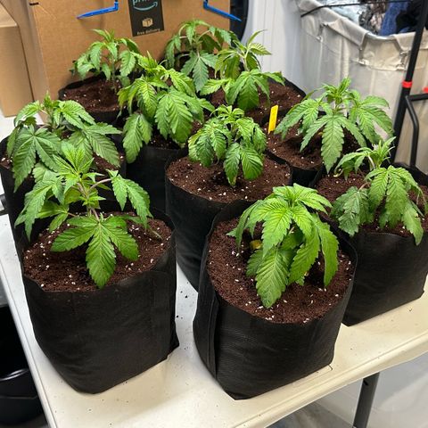Misc x (LA Kush x Zkittles) #26 60.7g growlog timeline photo